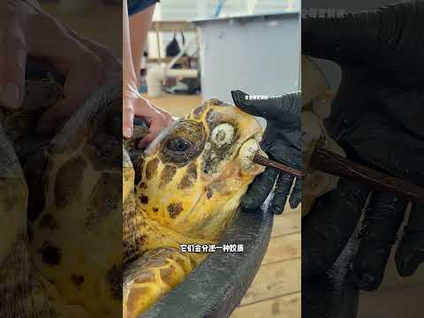 900岁海龟背满藤壶，工作人员暖心救助 thumbnail