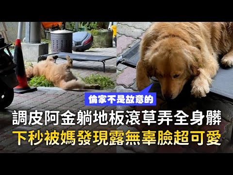 調皮阿金躺地板滾草弄全身髒　下秒被媽發現露無辜臉超可愛 ｜#寵物雲 thumbnail