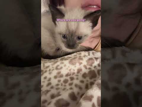 Woman Finds TINY Kitten All Alone — And Brings Him Home | The Dodo thumbnail