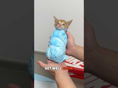 The Hilarious Way Vets CT Scan Different Pets ?? thumbnail