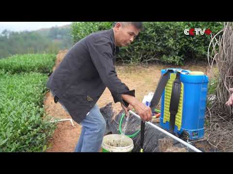 China Uses Biomanufacturing to Develop Low-Carbon Solutions in Agriculture, New Materials thumbnail