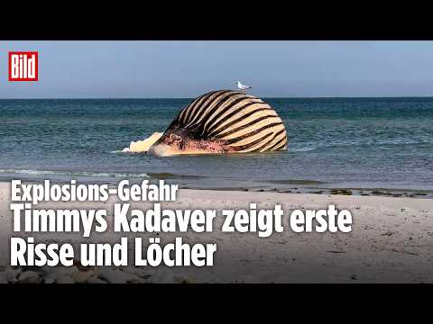 BILD vor Ort in Dänemark: Möwen fressen an Buckelwal Timmy thumbnail