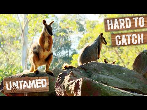 Rock Wallabies Must Be Caught To Avoid Inbreeding | Double Episode | The Wild Life Of Tim Faulkner thumbnail