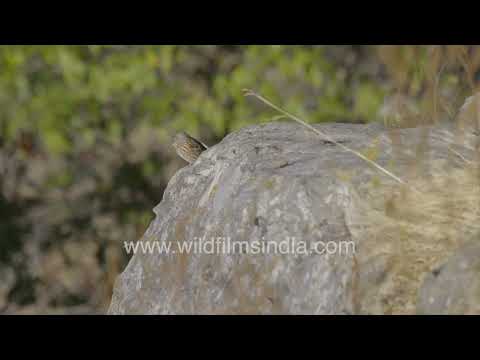 Indian Rock Sparrow perched on a rocky Himalayan hillside thumbnail