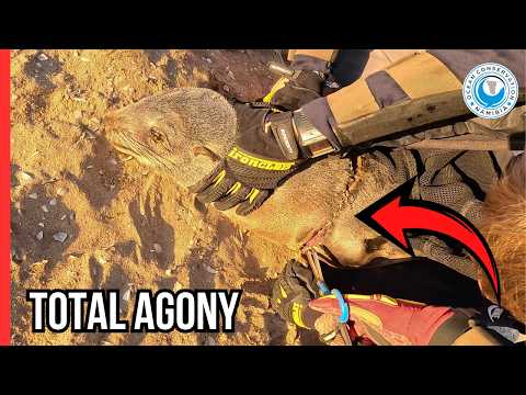 Seal Rescue: Fighting to Save a Vulnerable Life thumbnail