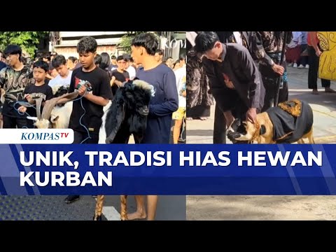 Tradisi Mengarak Hewan Kurban di Malang Hingga Hias Domba di Sukabumi | SAPA MALAM thumbnail