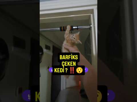 #automobile #memes #smartphone #motovlog #helmet #kedi #komedi #cat #gopro #food thumbnail