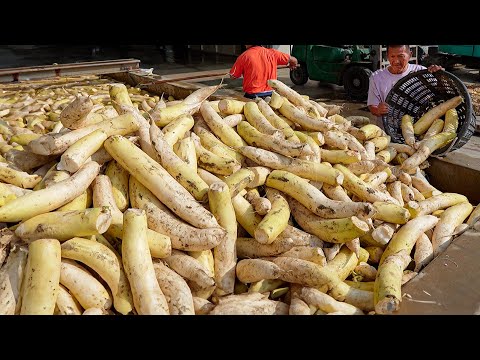 20 Tons a Day! Radish Harvest, Preserved Dried Radish Mass Production Process / 菜脯量產工廠 -Food Factory thumbnail