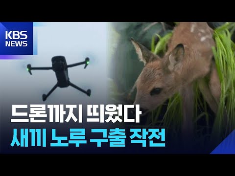 [글로벌K] 드론까지 띄웠다…새끼 노루 구조 작전 / KBS  2026.06.02. thumbnail