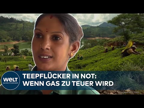 IRAN-KRIEG: Wie Teepflücker in Sri Lanka den Nahostkonflikt im eigenen Kochtopf spüren thumbnail