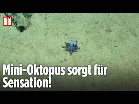 Neue Oktopus-Art entdeckt – dieses blaue Tiefsee-Wesen verblüfft Forscher thumbnail