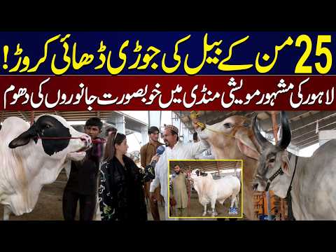 Bail Ki Jorri 2.5 Crore! Beautiful Animals For Eid ul Adha | Prices in Lahore Shahpur Kanjra Mandi thumbnail