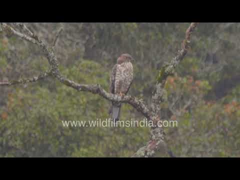 Hawk perched in the Shola forests of Pampadum National Park thumbnail