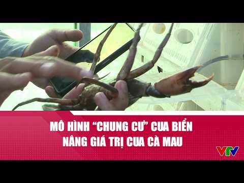 Mô hình 'chung cư' cua biển nâng giá trị cua Cà Mau | VTV24 thumbnail