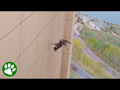 Fearless Women Rescue Cat from Rooftop Edge🙏 thumbnail