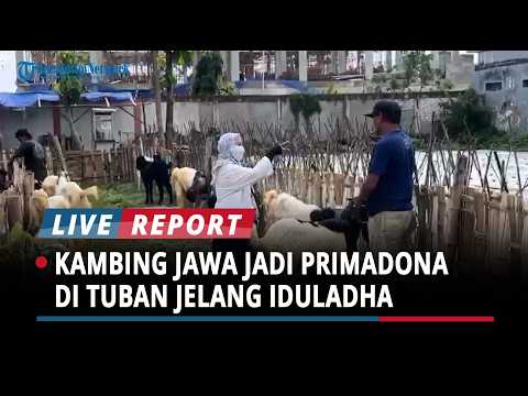 Kambing Jawa Jadi Primadona di Tuban Jelang Iduladha, Harga Masih Relatif Stabil thumbnail