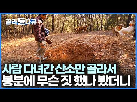 기가 막히게 사람 다녀간 산소만 골라서 파헤쳐놨다 싶었는데 막걸리 냄새 때문이었다｜한국기행｜#골라듄다큐 thumbnail