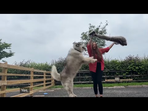 I Tried To Scare Him And He Attacked Me!! Big Dogs Are SCARY!! thumbnail