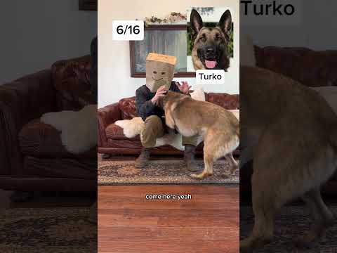 Which dog do you think is his favorite?  🧐￼ #games #funnyanimals #puppy #dog thumbnail