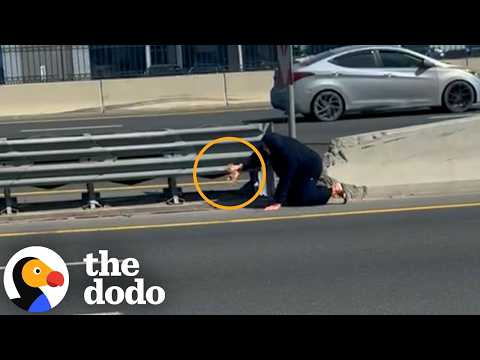 Woman Crosses Four Lanes of Highway Traffic To Rescue Tiny Kitten | The Dodo thumbnail