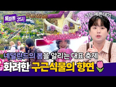 누가 꽃이게?🌷 네덜란드의 봄을 알리는 쾨켄호프 튤립 축제 | 톡파원 25시 211회 | JTBC 260525 방송 thumbnail