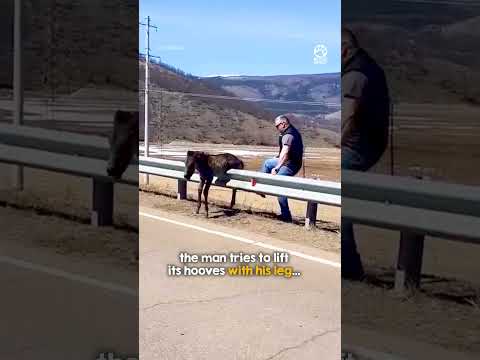 Wild Colt Reunited With Mother After Dramatic Rescue 💕 thumbnail