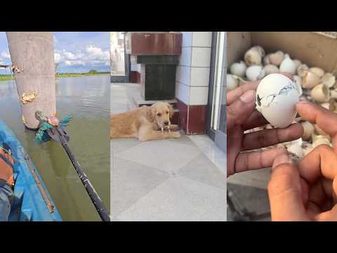 Operation Warmth #lovestory #animals #rescueefforts #birds #chicks #love #cute #rescue #pets #funny thumbnail