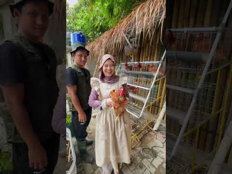 POV AYAM KITA PUNYA RUMAH BARU thumbnail