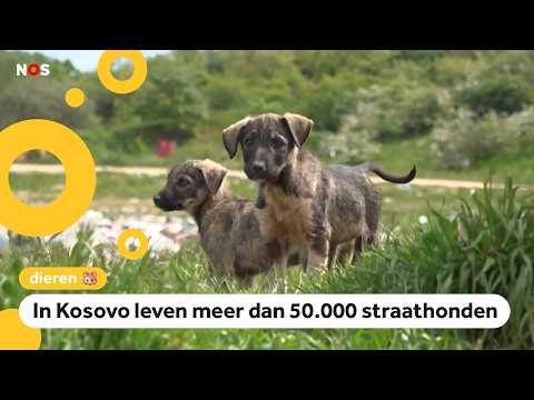 Veel overlast door zwerfhonden in Kosovo, maar dierenorganisaties hebben een plan thumbnail