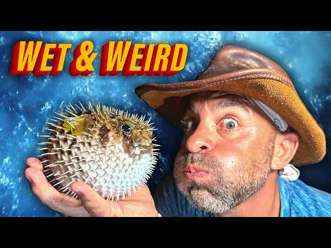 Holy Puffer! Catching Bizarre Sea Creatures at Night!! thumbnail