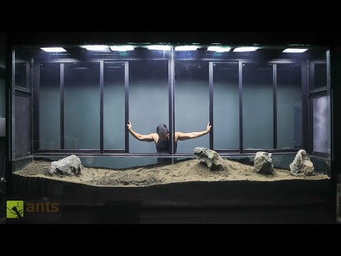 Building the Largest Vivarium I've Ever Made "VIV IV" thumbnail