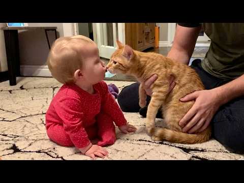 This Baby’s First Kiss With an Orange Cat Will Melt Your Heart ??? thumbnail