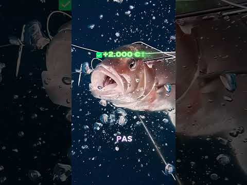 #peche #fishing #questcequejedevraischoisir #storytime #fish #shark thumbnail