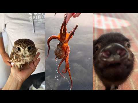 Rescue Is Everywhere#lovestory #animals #wildliferescue #cute #rescueefforts #pets #funny #love thumbnail