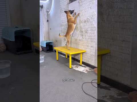 Dog Training #SmartDogs #IntelligentAnimals #FunnyAnimals #dog #dogcoach #malinois #germanshepherd thumbnail
