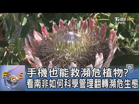手機也能救瀕危植物? 看南非如何科學管理翻轉瀕危生態｜FOCUS午間新聞 20260529 @TVBSNEWS01 thumbnail