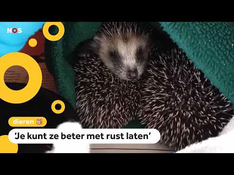Dierenorganisaties: 'Neem niet zomaar wilde dieren in huis' thumbnail