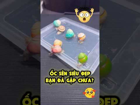 Nuôi ốc sên siêu đẹp nhìn là mê 😵🐌 thumbnail
