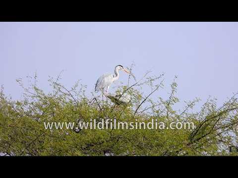 Grey Heron perched amid the treetops of Fateh Sagar Lake green island! thumbnail