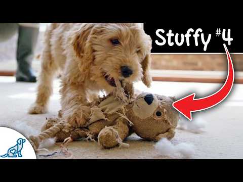 Stop Wasting $$$ on Puppy Supplies You Don't Need! thumbnail
