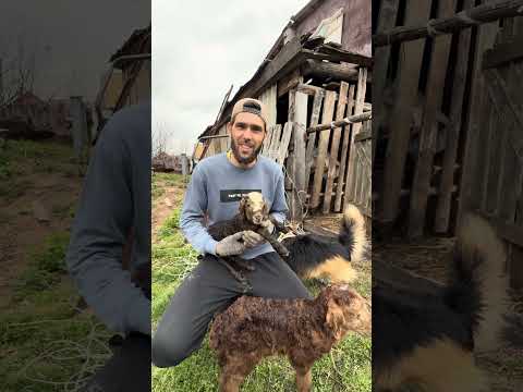 Барашек Рокки стал батей🤣 thumbnail