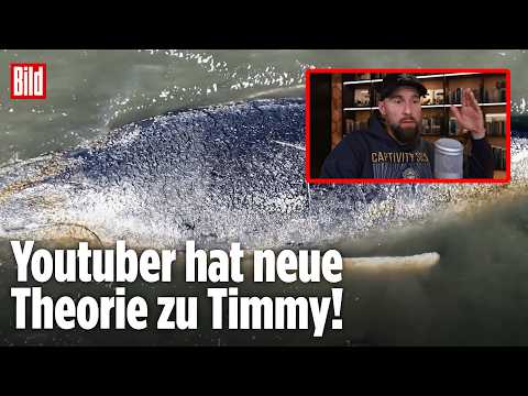 Neue Theorie von Robert Marc Lehmann: Wal Timmy musste schon einmal gerettet werden! thumbnail