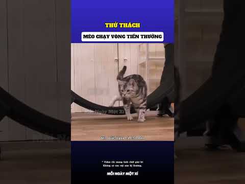 Cuộc thi mèo chạy vòng tiền thưởng 😱 thumbnail