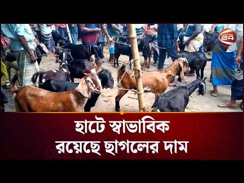 হাটে স্বাভাবিক রয়েছে ছাগলের দাম | Gorur Haat | Jhinaidah | Channel 24 thumbnail