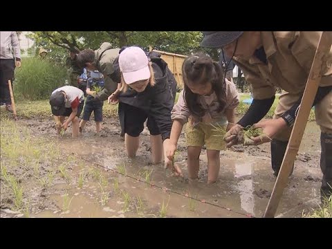 六本木ヒルズで恒例の田植え　今年は愛媛の品種「ひめの凜」(2026年5月23日) thumbnail