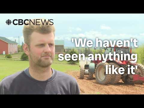 Drought and rising costs: The reality facing P.E.I. farmers thumbnail