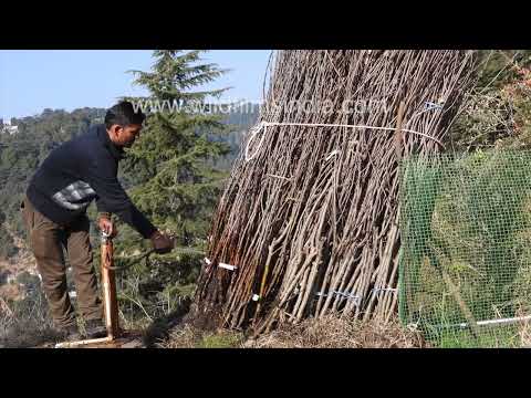 Apple rootstock plantation and hillside restoration at Jabbarkhet Arboretum thumbnail
