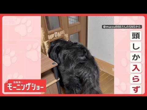 扉の向こうに行きたいワン　穴に頭をスポッ…だけど通れない　何度も試すのはなぜ？【羽鳥慎一モーニングショー】(2026年6月4日) thumbnail