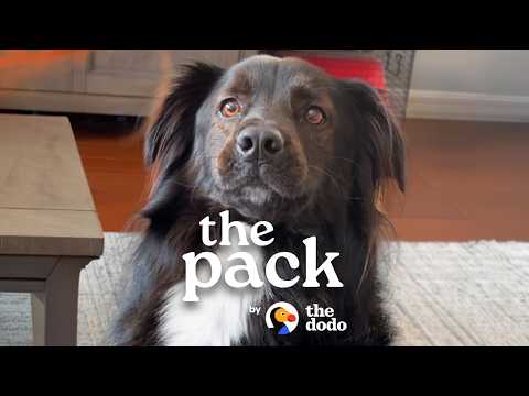Rescue Dog Meets His Real Dad After A DNA Test | The Dodo thumbnail