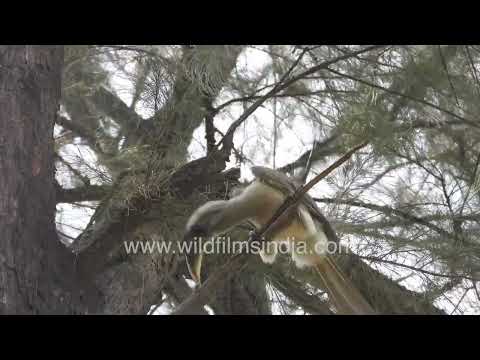 Indian Grey Hornbill perched in Wilderness Orchard thumbnail